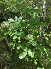 Quercus montana