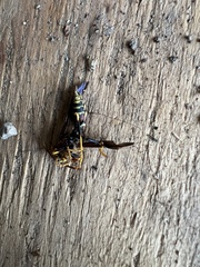 Polistes exclamans