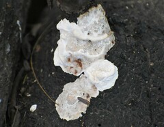Trametes suaveolens