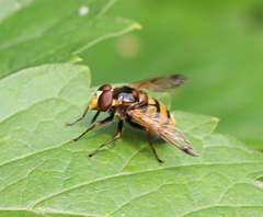 Volucella inanis