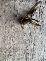 Polistes exclamans