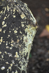 Trichoderma sulphureum