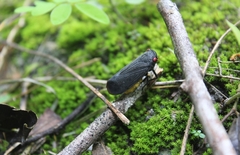 Acraephia perspicillata