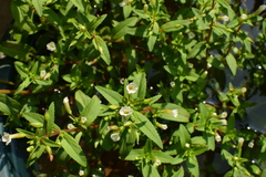 Limnophila aromatica