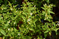 Limnophila aromatica