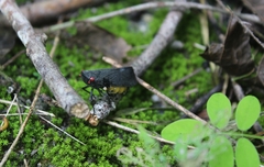 Acraephia perspicillata