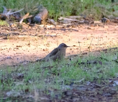 Climacteris picumnus