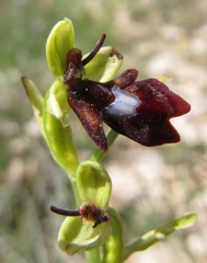 Ophrys insectifera