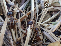 Hodotermes mossambicus