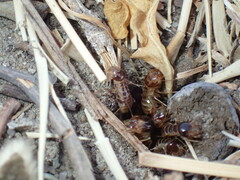 Hodotermes mossambicus