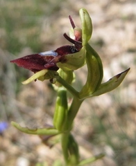 Ophrys insectifera