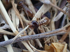 Hodotermes mossambicus
