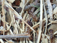 Hodotermes mossambicus