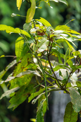 Phobaeticus serratipes