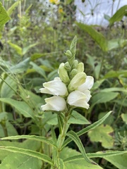 Chelone glabra