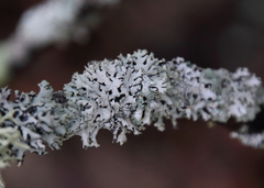Hypogymnia physodes