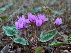 Cyclamen purpurascens