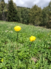 Trollius europaeus