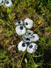 Moraea aristata