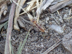 Hodotermes mossambicus