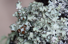 Platismatia tuckermanii