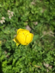 Trollius europaeus
