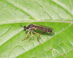 Dioctria linearis