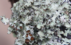 Platismatia tuckermanii