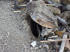 Hodotermes mossambicus