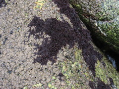 Gelidium congestum