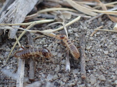 Hodotermes mossambicus