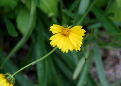 Coreopsis grandiflora