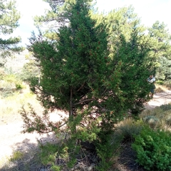 Juniperus phoenicea