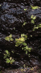 Pinguicula macroceras