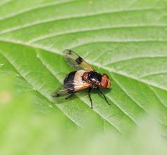 Volucella pellucens