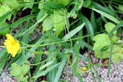 Coreopsis grandiflora