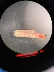 Pectinariidae