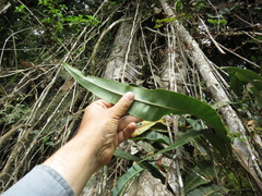 Elaphoglossum