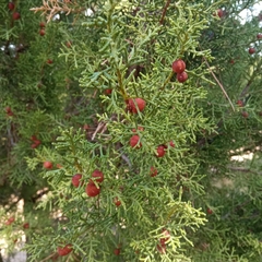 Juniperus phoenicea
