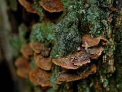 Hymenochaete rubiginosa