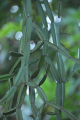 Cissus quadrangularis