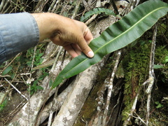 Elaphoglossum