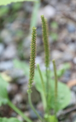 Plantago major