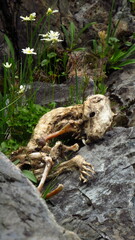 Marmota caligata