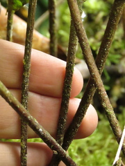Elaphoglossum