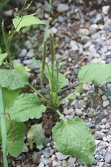 Plantago major