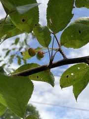 Malus domestica