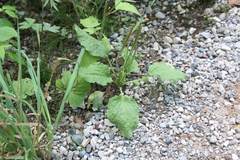 Plantago major