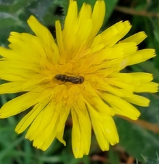 Syrphinae
