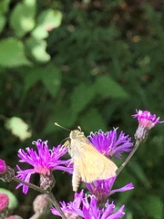 Atalopedes campestris